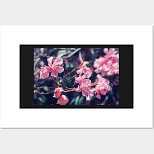 Pink Nerium oleander flower Posters and Art